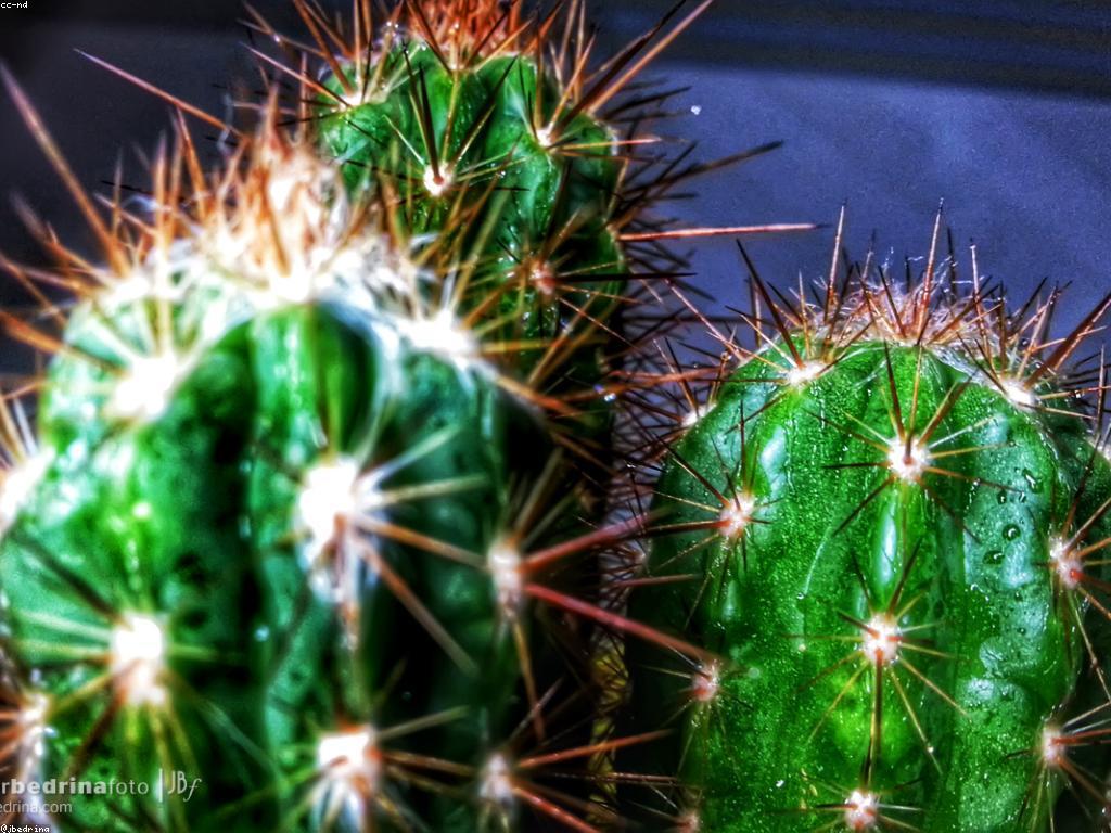 យុទ្ធសាស្ត្រលេងដើម្បីជោគជ័យ